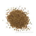 Hot Selling Pure Natural Dried Fennel